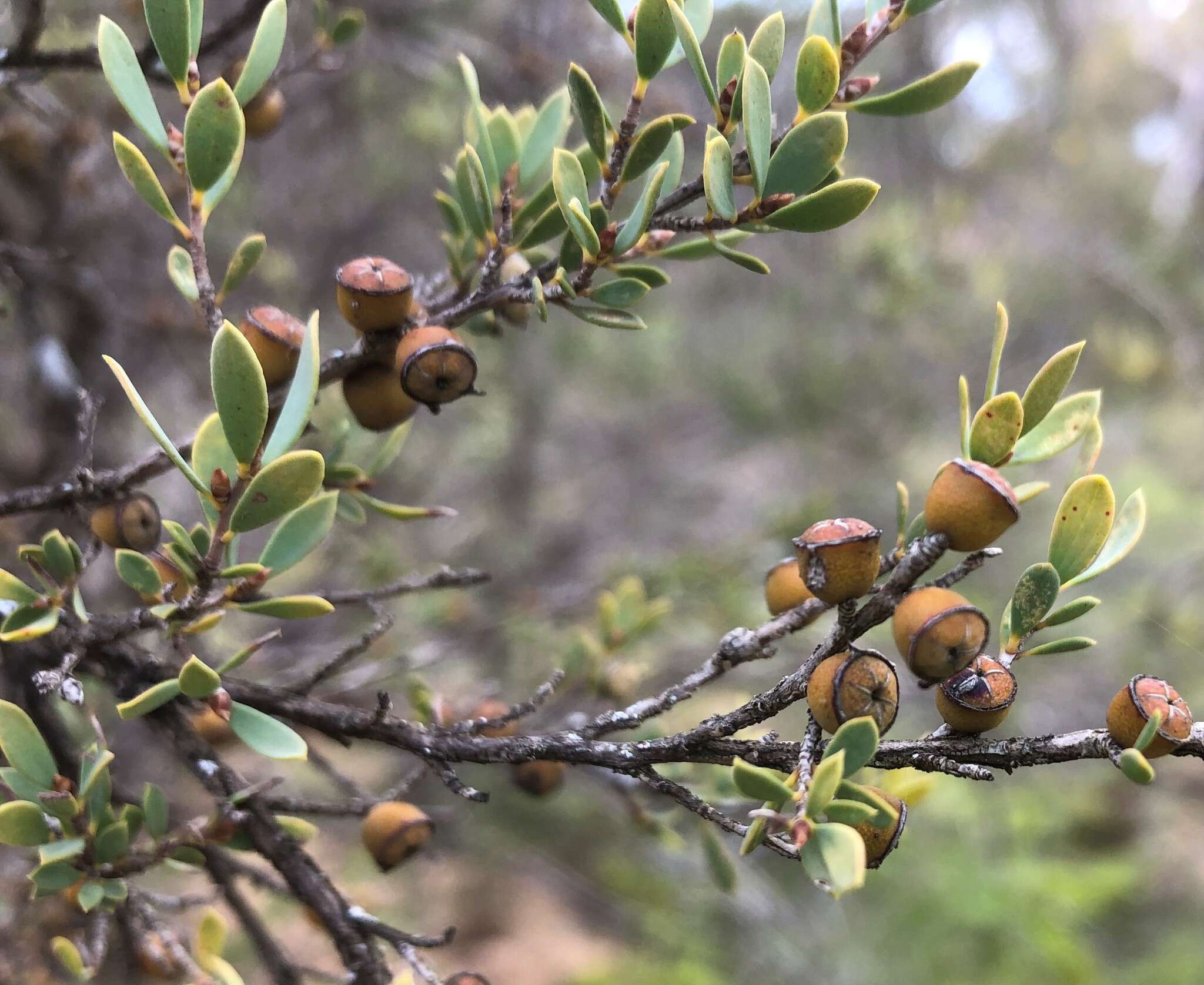 Image of green teatree