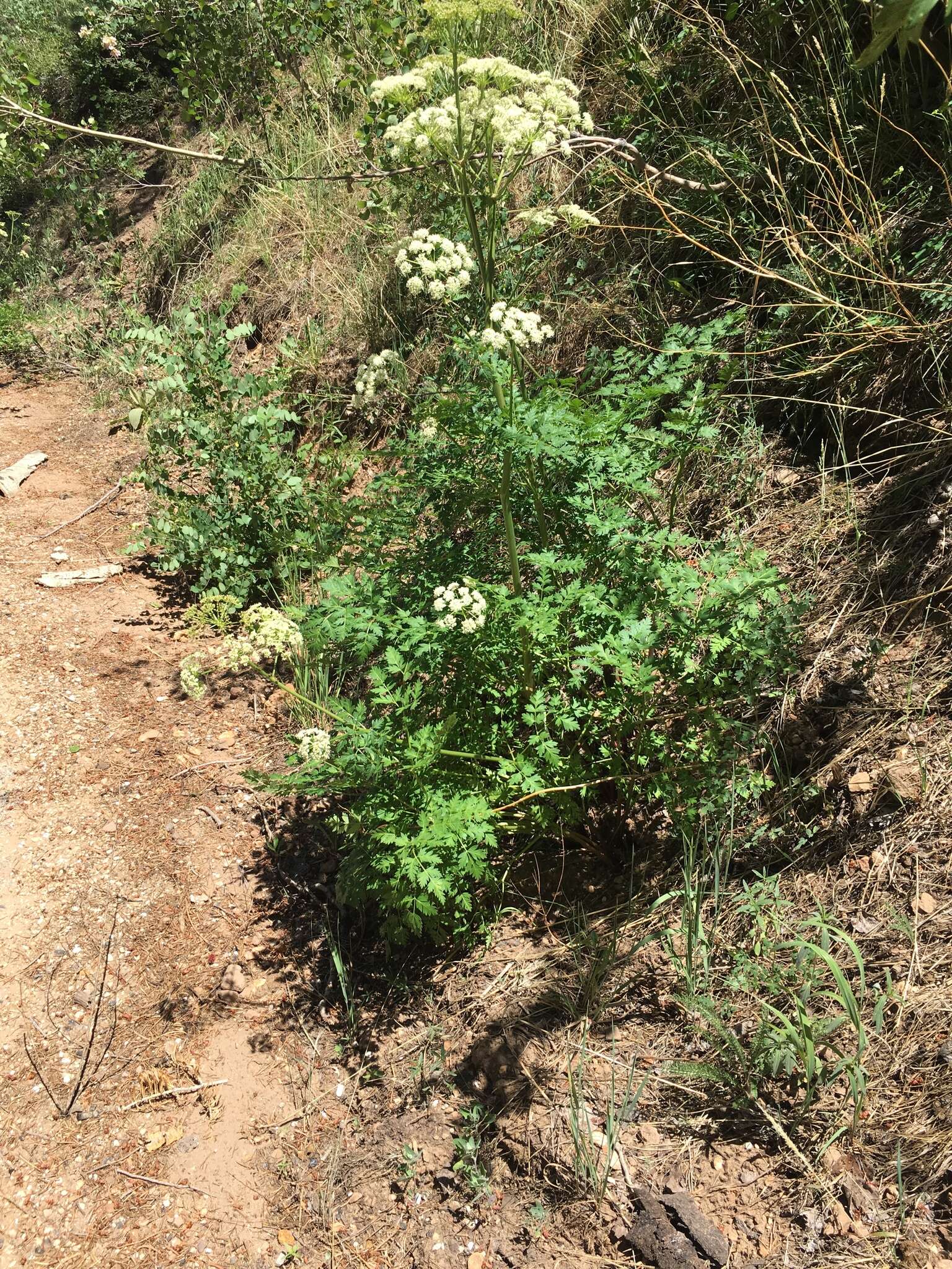 Imagem de Conioselinum scopulorum (A. Gray) Coult. & Rose