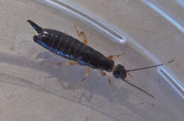 Image of Ringlegged earwig