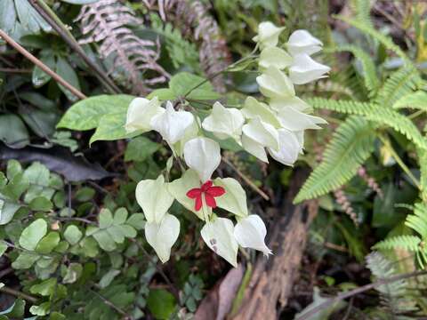 Imagem de Clerodendrum thomsoniae Balf. fil.