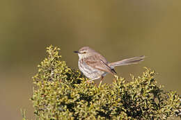 Image of Prinia maculosa psammophila Clancey 1963