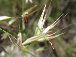 Imagem de Rytidosperma clelandii (Vickery) Connor & Edgar