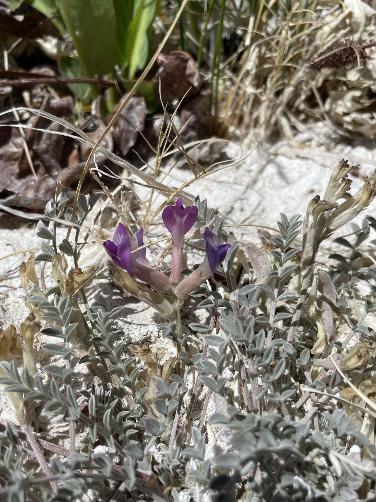 Imagem de <i>Astragalus <i>argophyllus</i></i> var. argophyllus