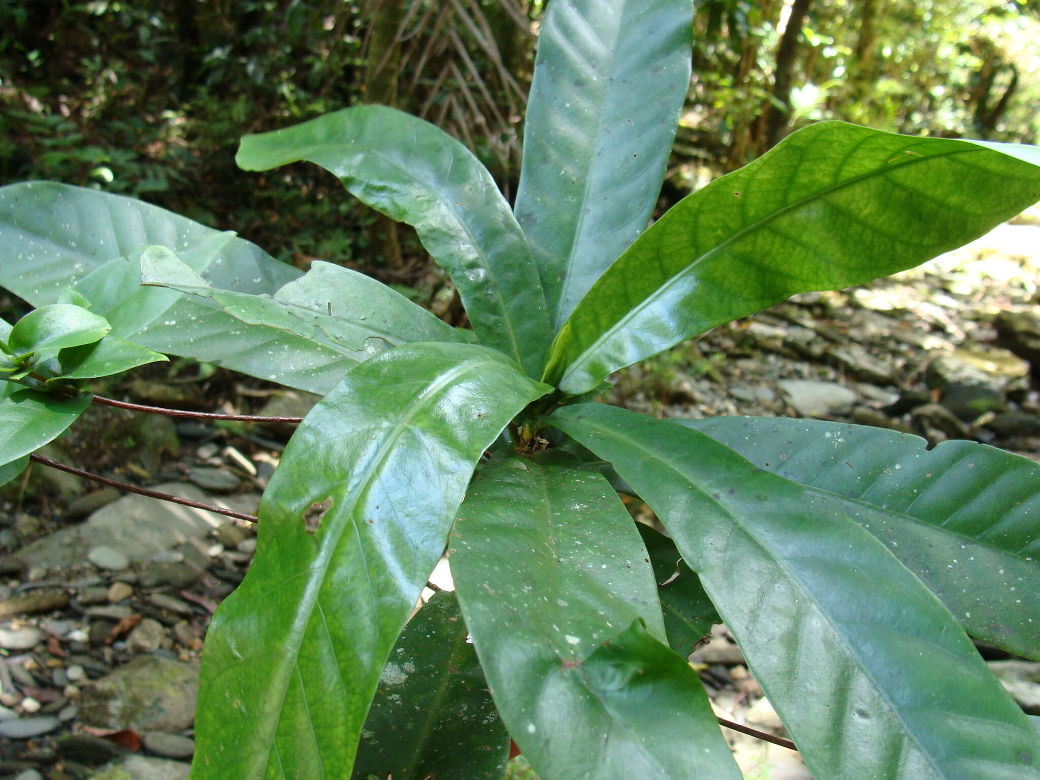 Image of Atractocarpus sessilifolius Guillaumin