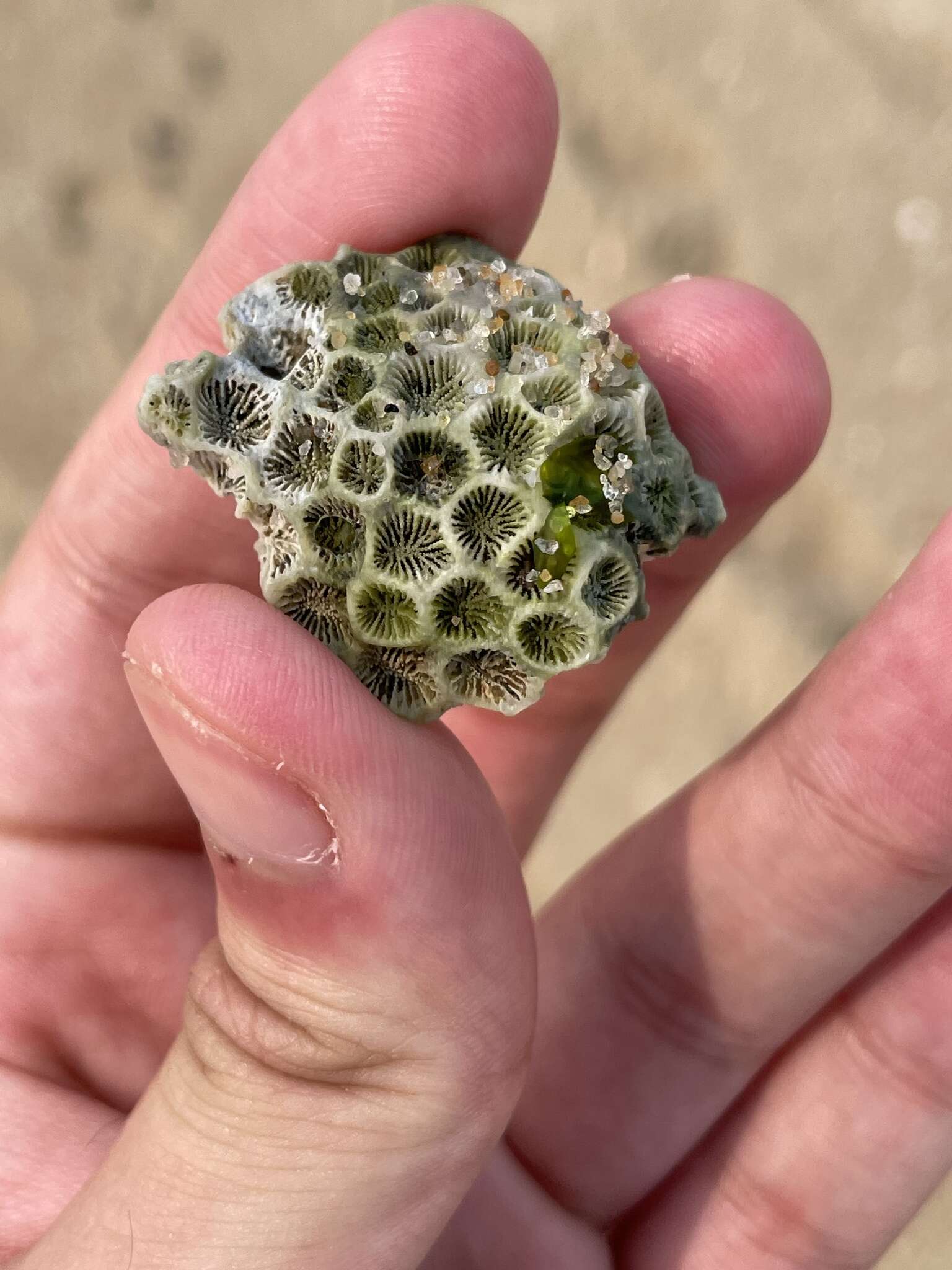 Image of Northern Star Coral