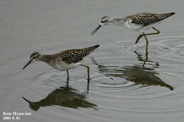 Image of Wood Sandpiper