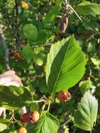 Plancia ëd Crataegus brainerdii Sarg.