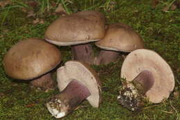 Image of Tylopilus plumbeoviolaceus (Snell & E. A. Dick) Snell & E. A. Dick 1941