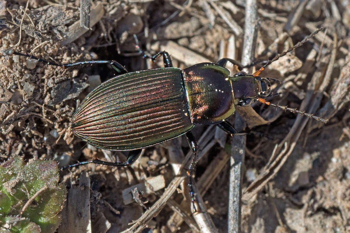 Image of Poecilus (Poecilus) cupreus (Linnaeus 1758)