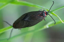 Image of Aglaope infausta Linnaeus 1767