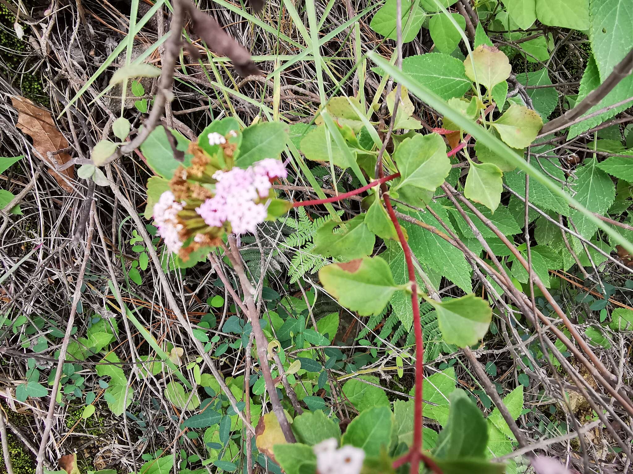 Image of Stevia berlandieri A. Gray & Rep. U. S. Mex. Bound.