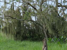 Image of Spanish moss