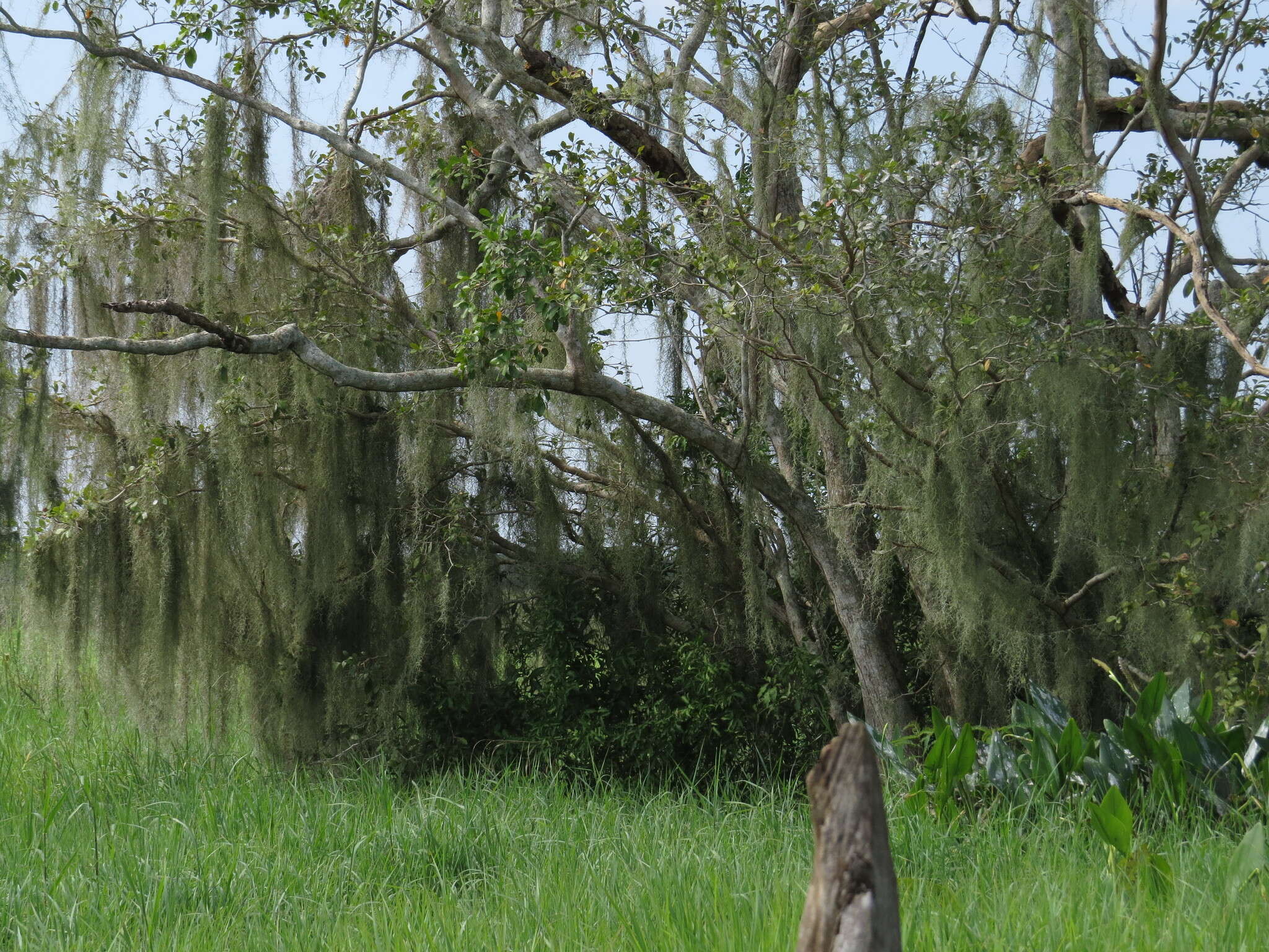 Sivun Tillandsia usneoides (L.) L. kuva