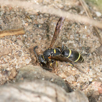 Image of Parancistrocerus pensylvanicus (de Saussure 1856)