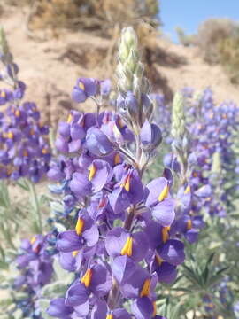 Imagem de Lupinus oreophilus Phil.