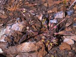 Image of Pelargonium leipoldtii Knuth.