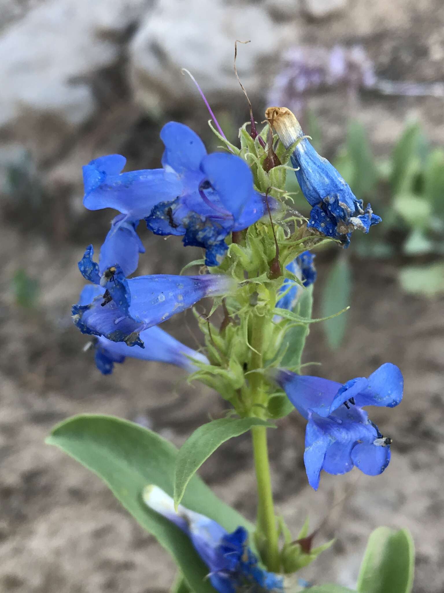 Image of compact penstemon