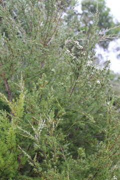 Image of Kunzea linearis (Kirk) de Lange & Toelken