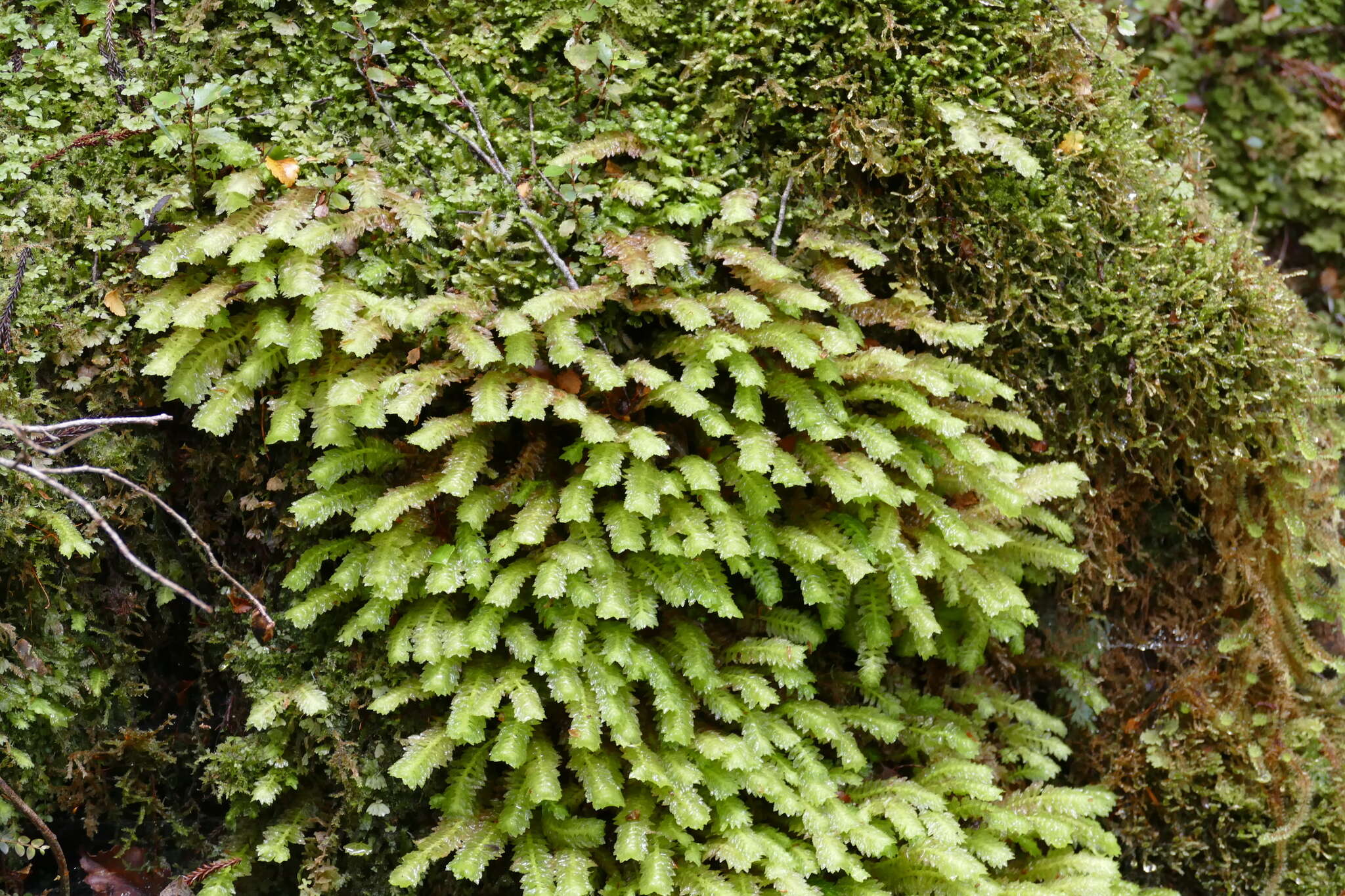 Image of Schistochila appendiculata (Hook.) Dumort. ex Trevis.