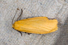 Image of orange footman