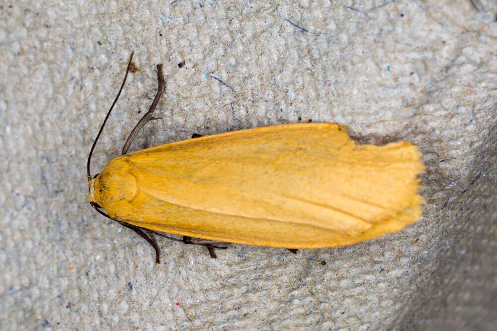 Image of orange footman