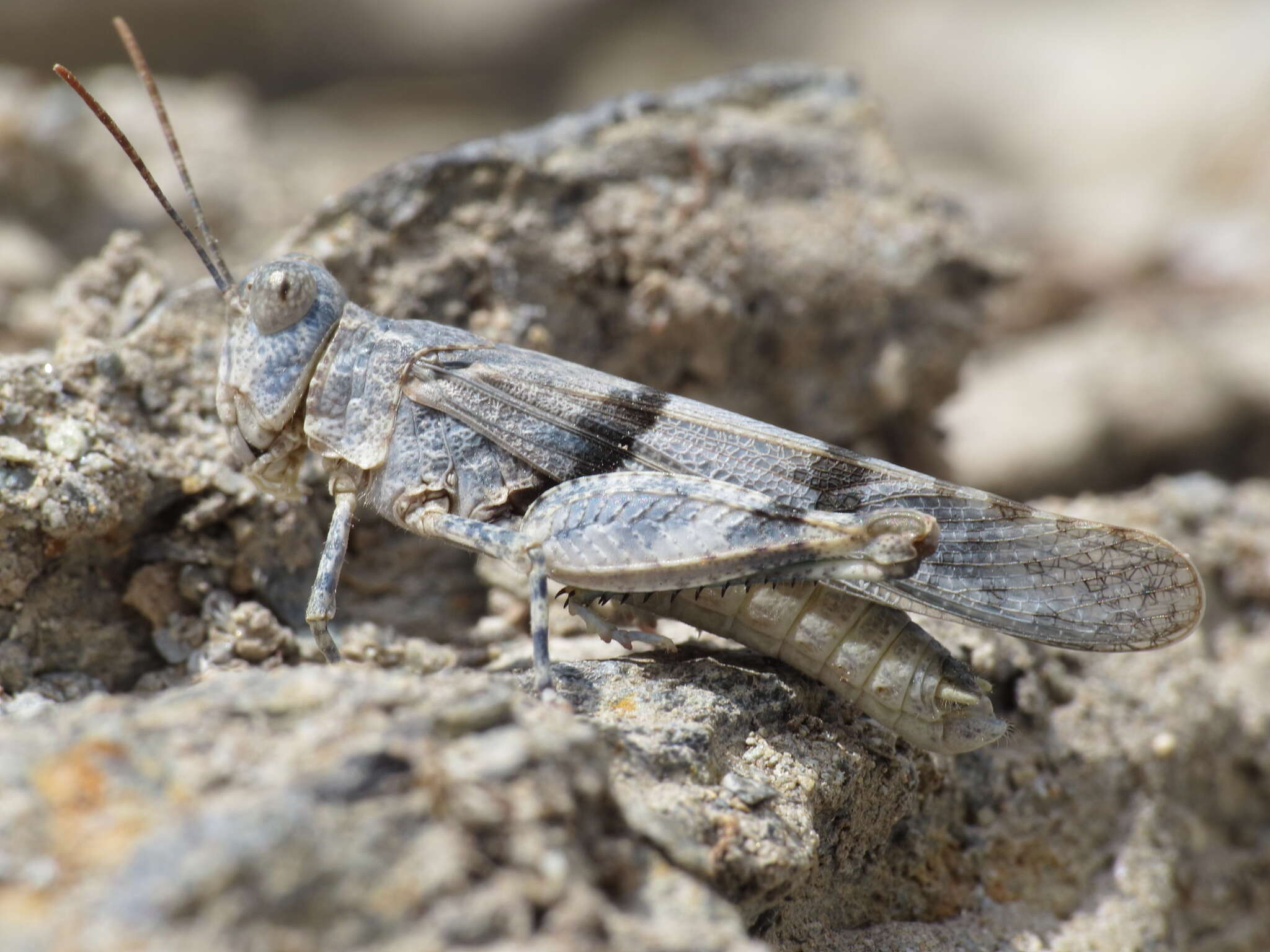 Image de Sphingonotus (Sphingonotus) lluciapomaresi (Defaut 2005)