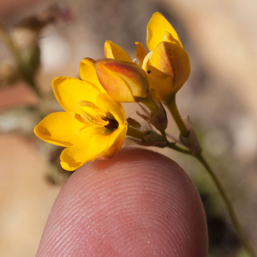 Image of Ixia dubia Vent.