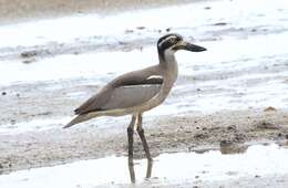 Image of Beach Stone-curlew