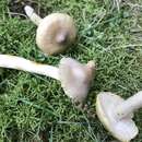 Tricholoma subaureum Ovrebo 1986的圖片