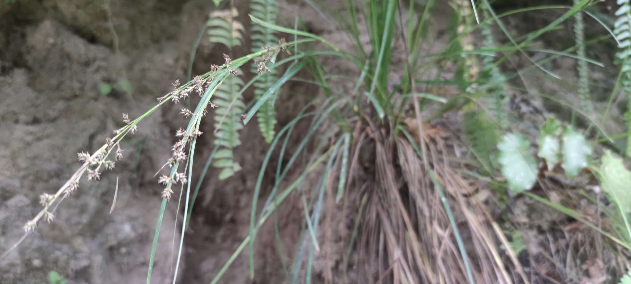 Image of Caribbean sedge