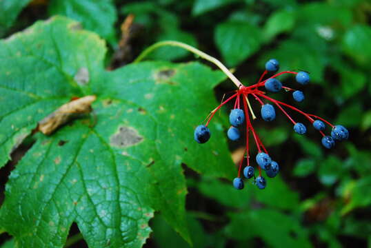 Image of American umbrellaleaf