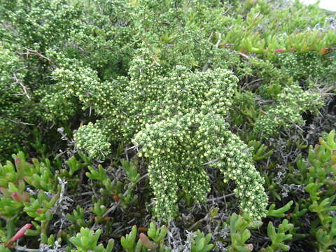 Image of Asparagus capensis var. litoralis Suess. & Karling