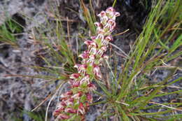 Image of Disa obtusa subsp. picta (Sond.) H. P. Linder