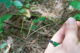 Imagem de Carex debilis var. rudgei L. H. Bailey