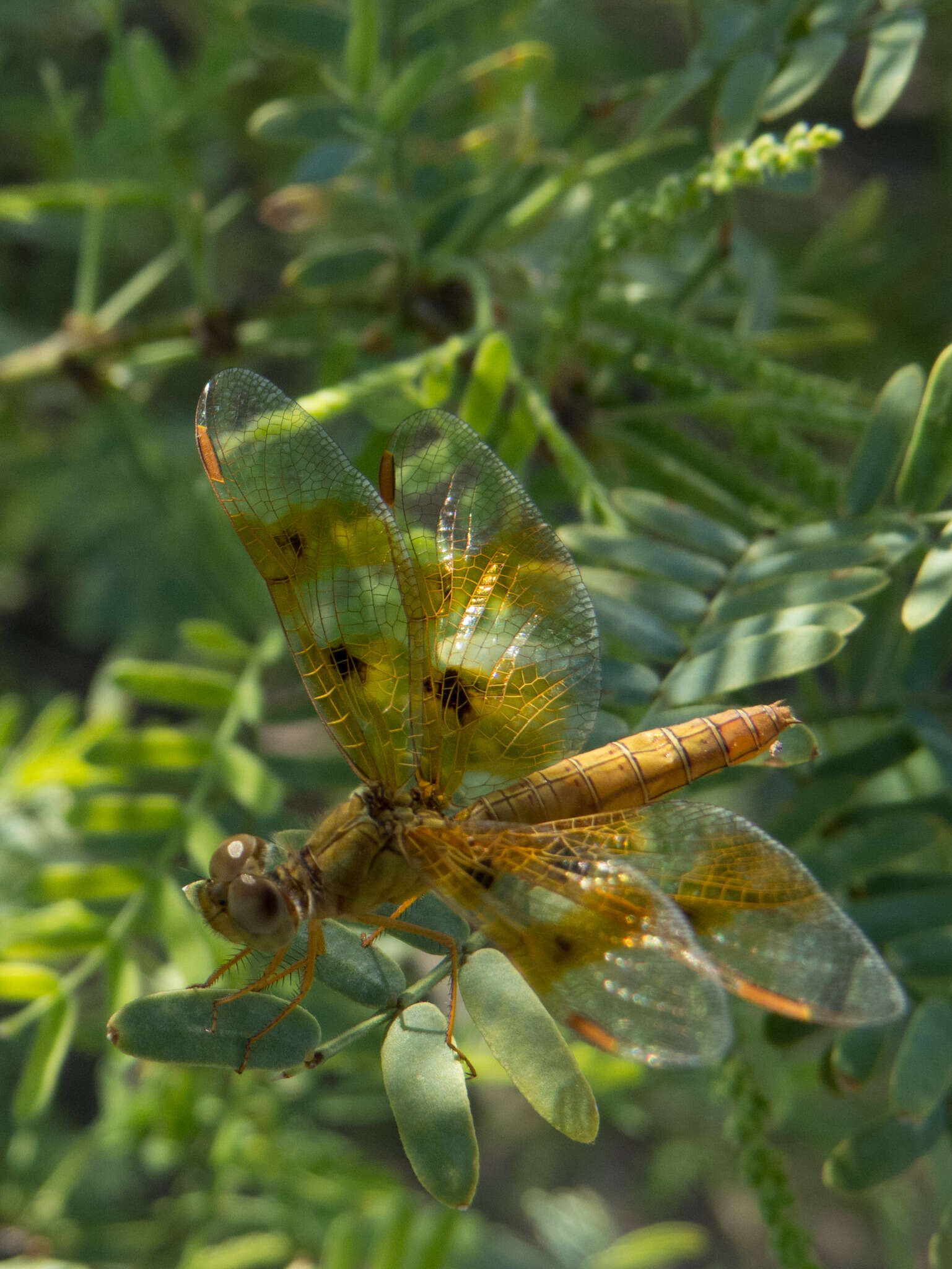 Image of Mexican Amberwing