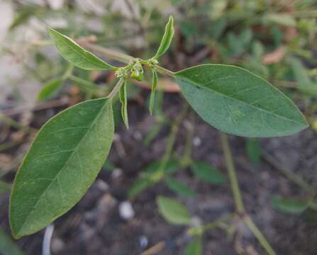 Image of grassleaf spurge