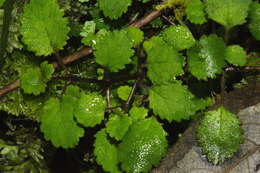 Image of Jovellana repens (Hook. fil.) Kränzl.