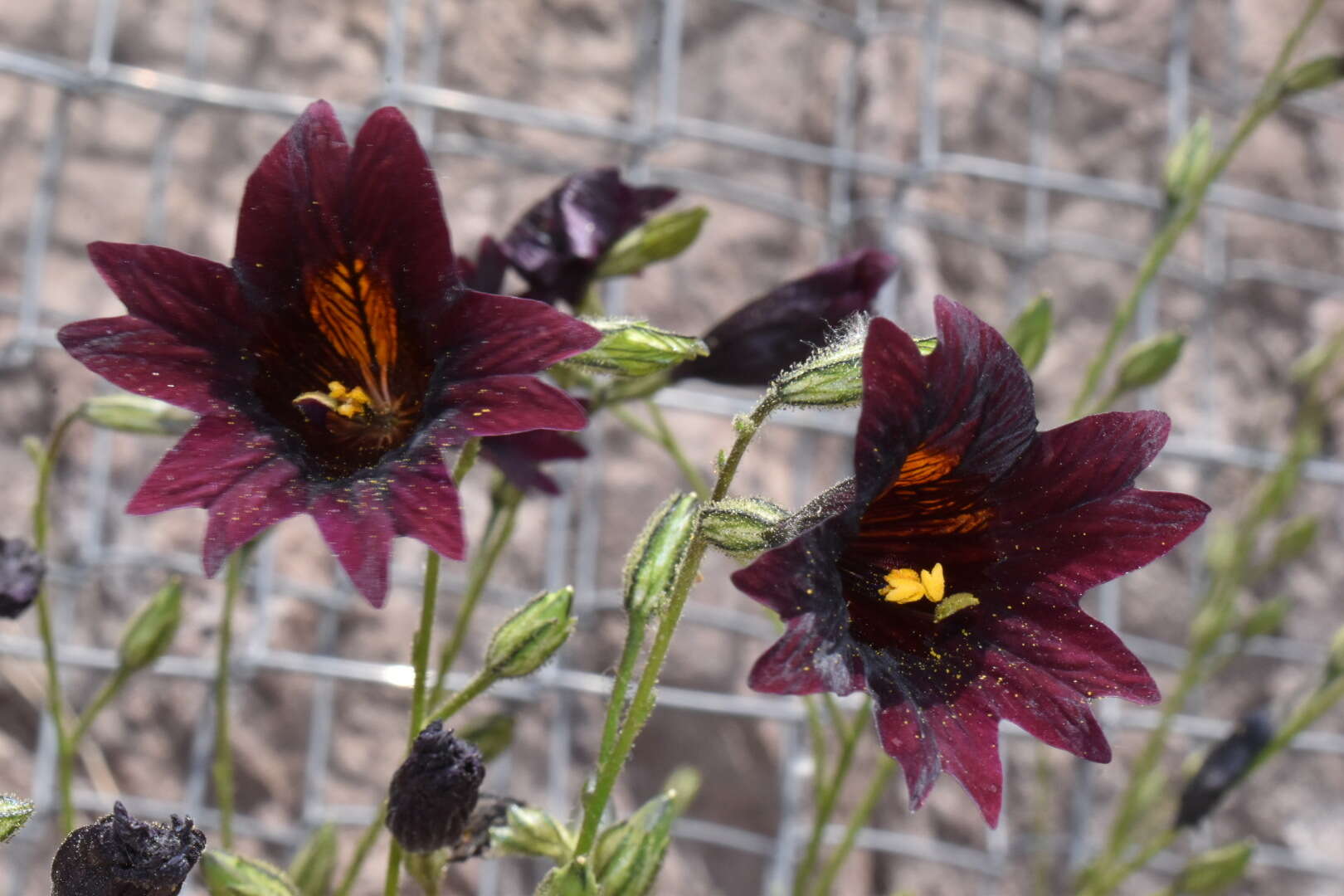 Image of salpiglossis