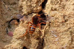 Image of Nomada agrestis Fabricius 1787