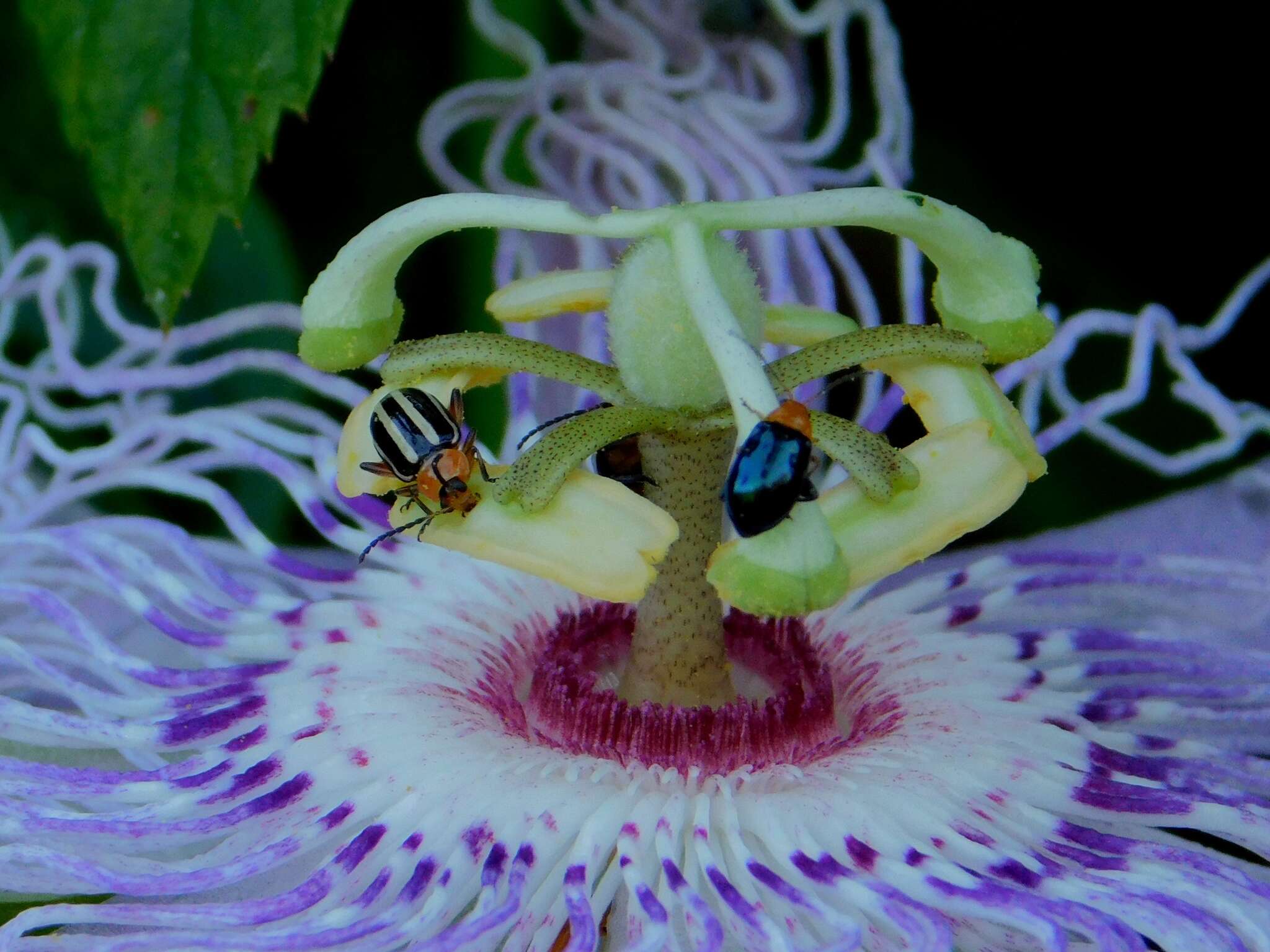 Image of Pigweed Flea Beetle