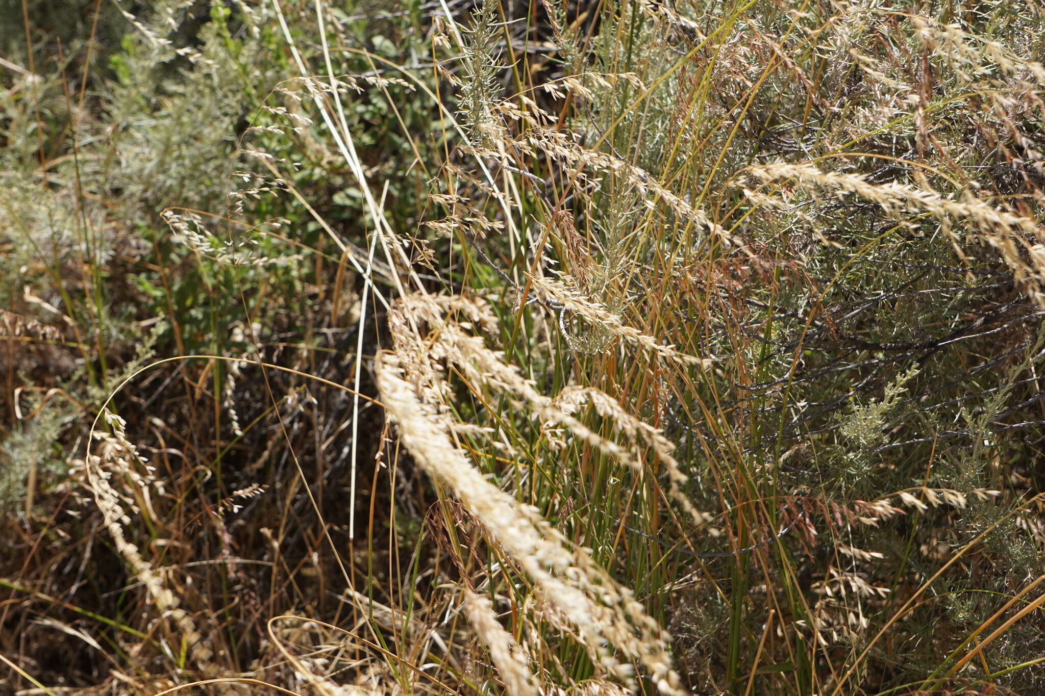 Imagem de Ehrharta calycina Sm.