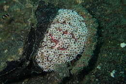 Image of Flower urchin