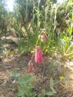 Image of desert penstemon