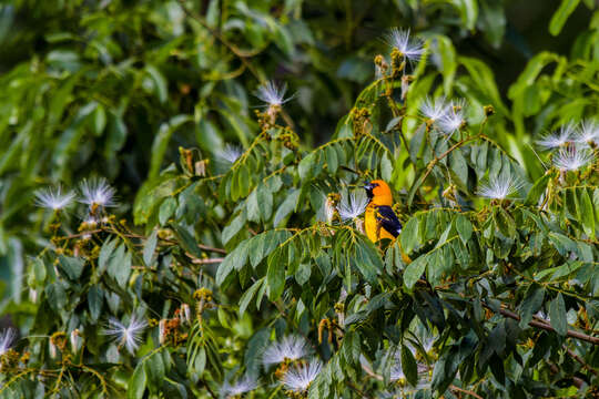 Image of Spot-breasted Oriole