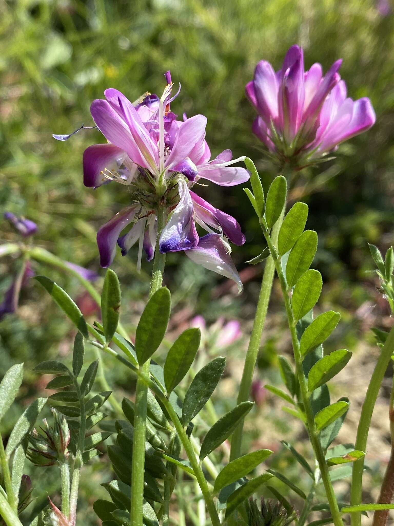 Image of Sulla glomerata