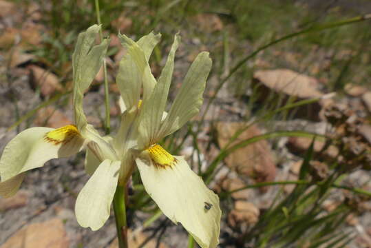 Image of Moraea angusta (Thunb.) Ker Gawl.