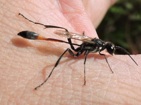 Image of Common Thread-waisted Wasp