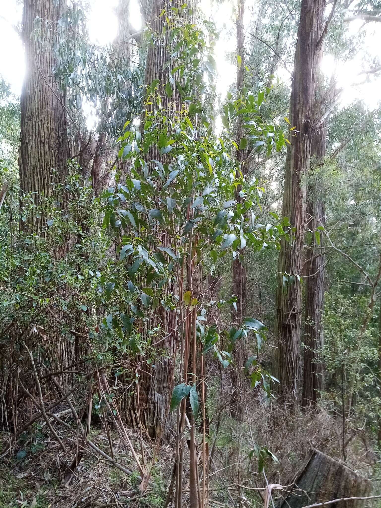 Image of brown barrel