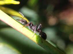 صورة Myrmecia infima Forel 1900