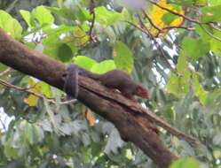 Image of Red-legged Sun Squirrel